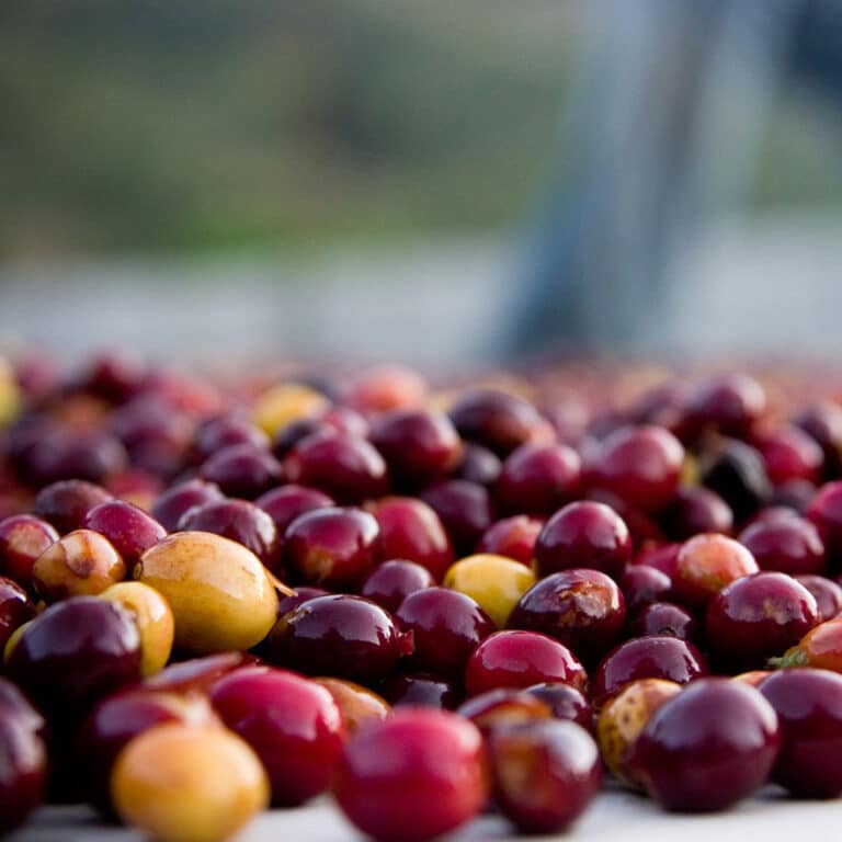 fruto café